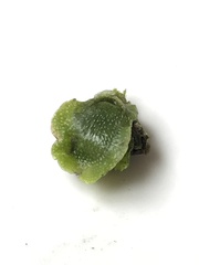 Lunularia cruciata