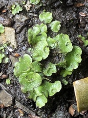 Lunularia cruciata