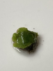 Lunularia cruciata