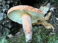 Lactarius volemus image