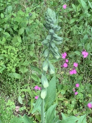 Digitalis grandiflora