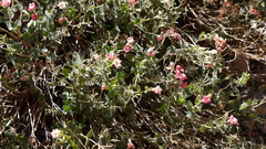 Viviania marifolia