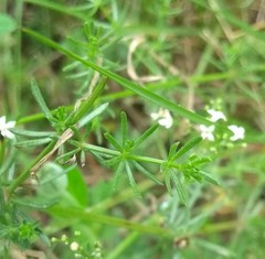 Galium