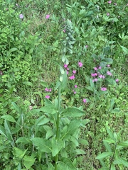 Digitalis grandiflora