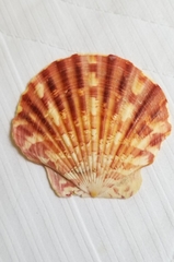 Annachlamys striatula