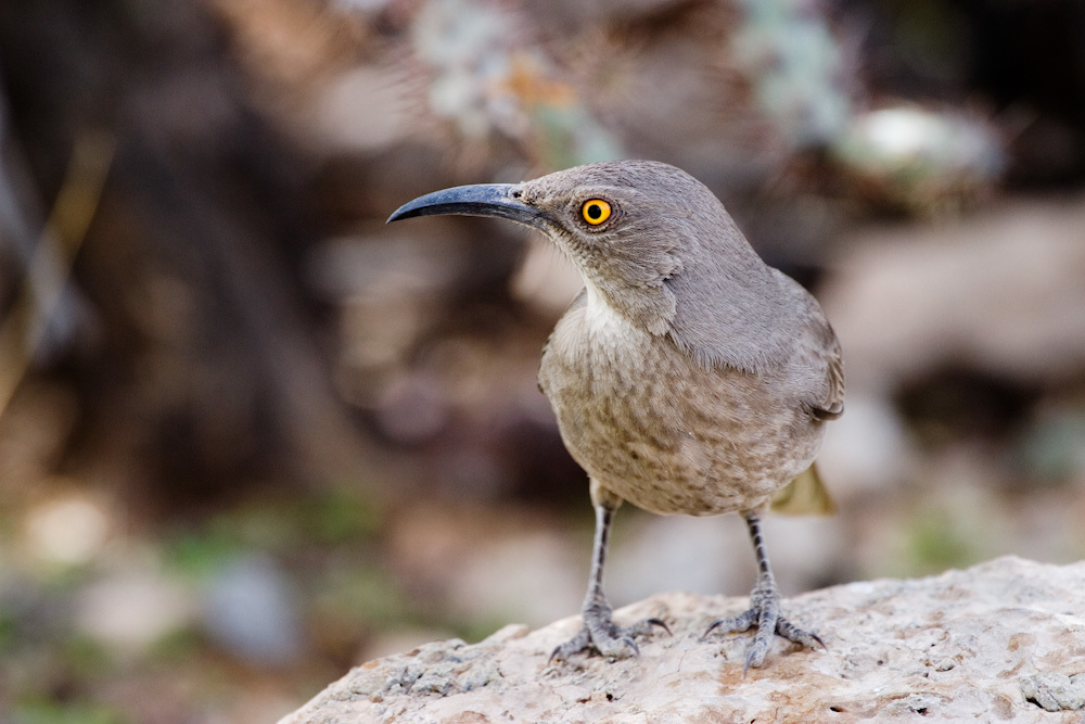 Brownsville Thrasher