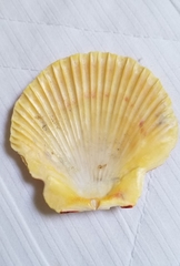 Annachlamys striatula