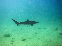 Carcharhinus obscurus