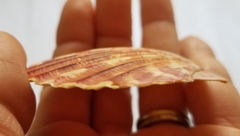 Annachlamys striatula