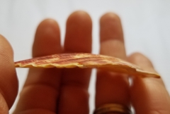 Annachlamys striatula