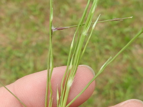 Image of tumble lovegrass by (c) Sam Kieschnick, some rights reserved (CC BY)