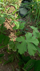 Abelmoschus esculentus