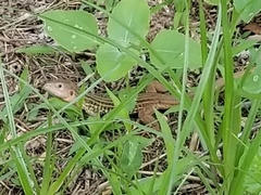 Aspidoscelis gularis