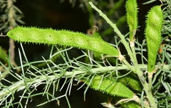 Adenocarpus decorticans