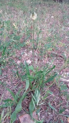 Plantago lanceolata