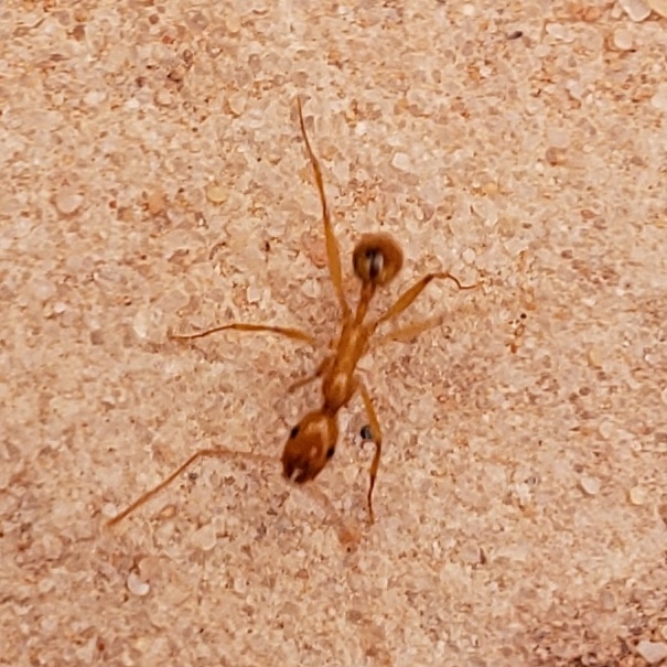 Aphaenogaster boulderensis