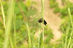 Euplectes albonotatus