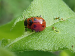 Gonioctena viminalis