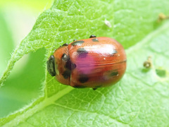 Gonioctena viminalis