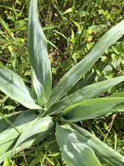 Eryngium yuccifolium
