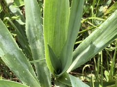 Eryngium yuccifolium