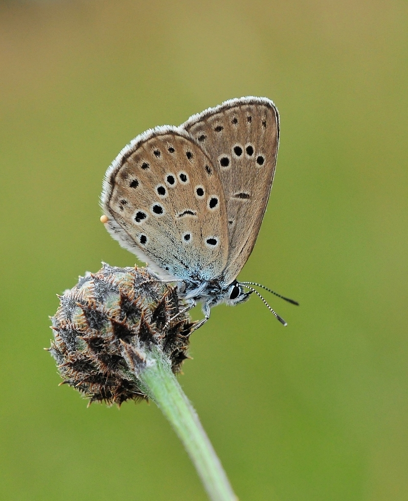Alcon Large Blue
