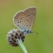 Alcon Large Blue - Photo (c) winu, some rights reserved (CC BY-NC), uploaded by winu