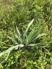 Eryngium yuccifolium