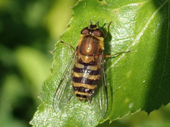 Syrphus torvus