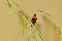 Euplectes hordeaceus