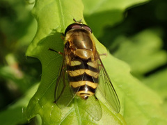 Syrphus torvus