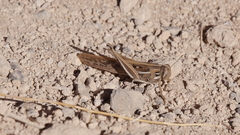 Schistocerca cancellata