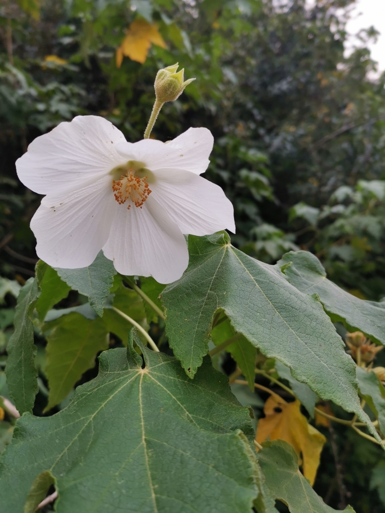 Corynabutilon vitifolium; photograph Inao Vasquez, CC BY, iNaturalist via GBIF