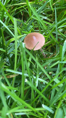 Panaeolus foenisecii