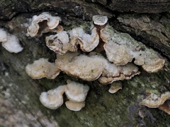 Stereum hirsutum