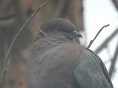 Patagioenas araucana