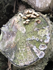 Stereum hirsutum