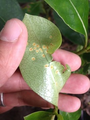 Puccinia coprosmae