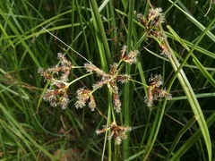 Bolboschoenus glaucus