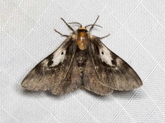 Nataxa flavescens