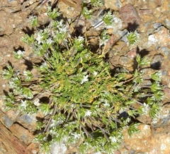 Arenaria armerina