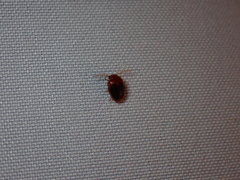 Prionocyphon discoideus