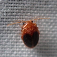 Prionocyphon discoideus