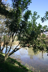 Trichilia havanensis