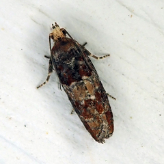 Eucopina