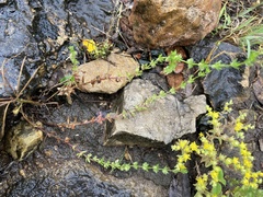 Galium virgatum