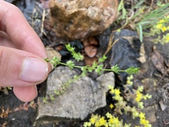 Galium virgatum