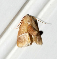 Apoda latomia
