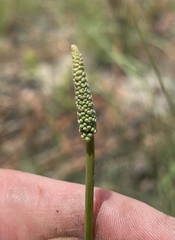 Schoenocaulon dubium