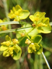 Euphorbia flavicoma
